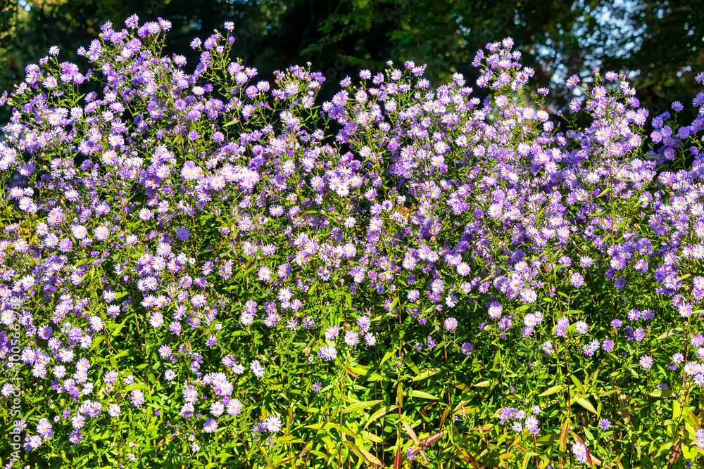ein Meer an Blüten ein Meer an Blüten