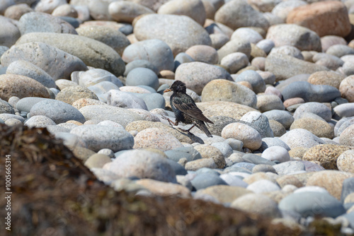 Oiseau dans les galets