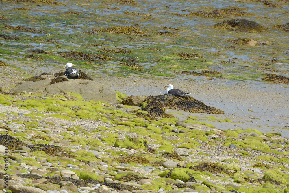 Fototapeta premium Goéland argenté - Bretagne - France