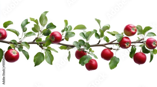 Apple tree branch laden with ripe red fruits and green leaves, isolated against a white backdrop