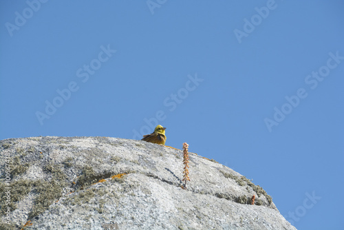 Bruant Jaune photo