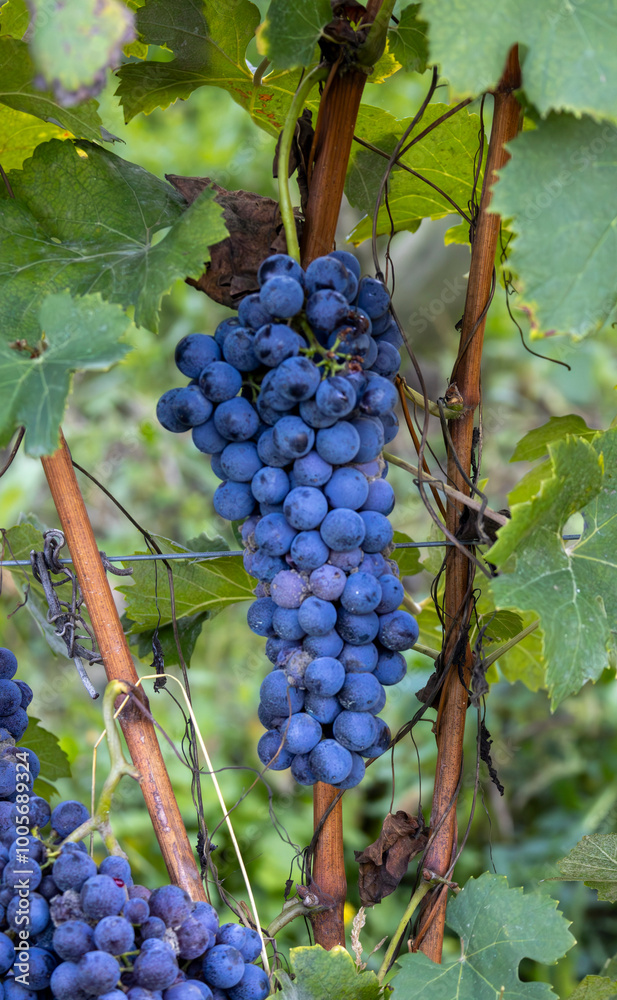 Fototapeta premium Grapes for wine in Langhe Monferrato Barolo during harvest