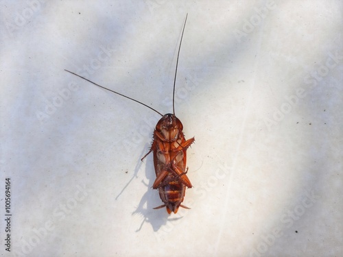dead cockroaches upside down on the floor