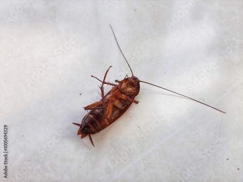 dead cockroaches upside down on the floor