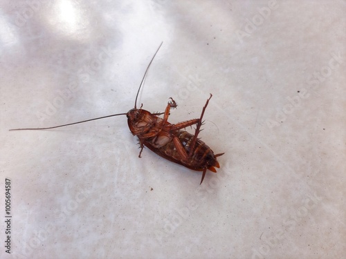 dead cockroaches upside down on the floor