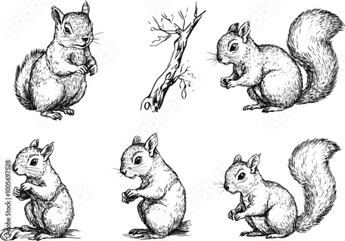 Set of squirrel sketch on a white background in different poses