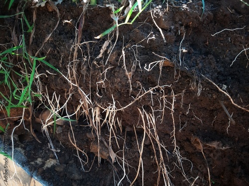 underground grassroots in the soil, grass with underground roots and soil