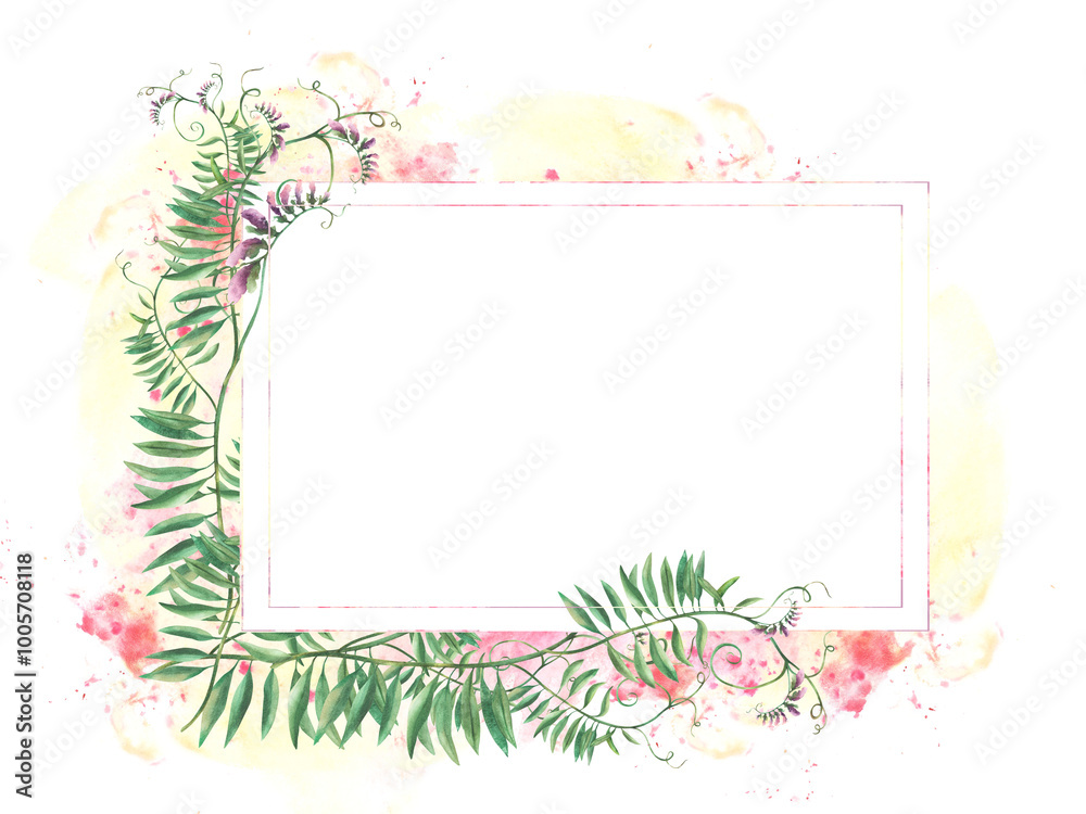 Meadow weed grass Mouse pea. Wildflowers twig template. Climbing plant with pink flowers, buds, green curly leaves on watercolor splashes, spotted background. illustration. Wild herbs isolated clipart Meadow weed grass Mouse pea. Wildflowers twig template. Climbing plant with pink flowers, buds, green curly leaves on watercolor splashes, spotted background. illustration. Wild herbs isolated clipart