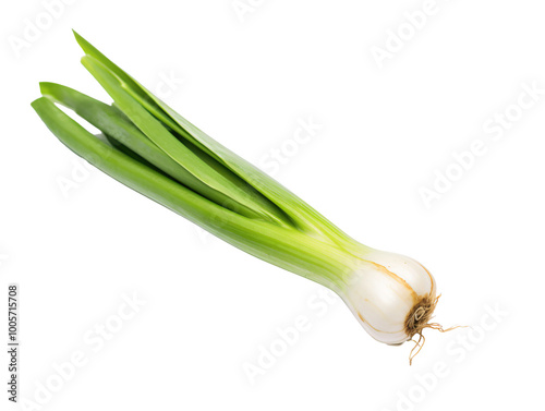 a green onion with leaves photo