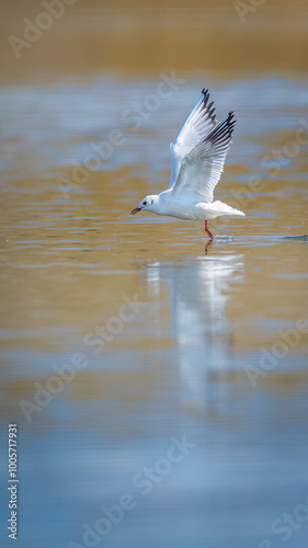 Chroicocephalus ridibundus - Black-headed gull