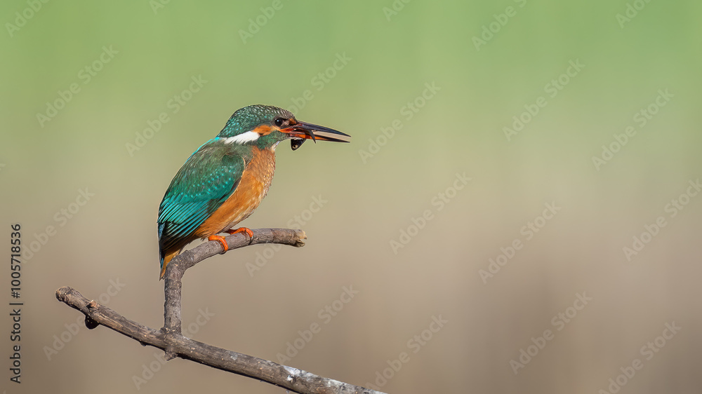 Fototapeta premium Common kingfisher - Alcedo atthis atthis