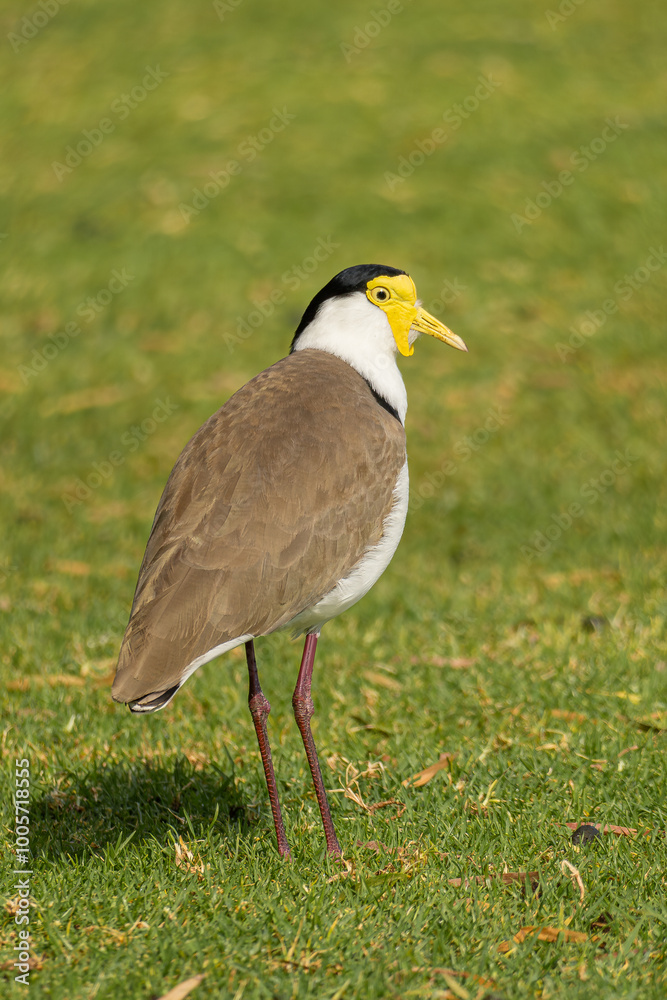 Obraz premium Masked lapwing (Vanellus miles) in Yanchep National Park