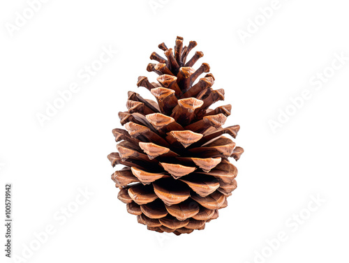 a brown pine cone on a white background