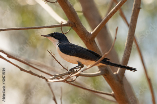 Paperbark flycatcher, Myiagra nana, in Roebuck Bay photo