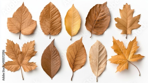 Vibrant Autumn Leaves Composition on White Background