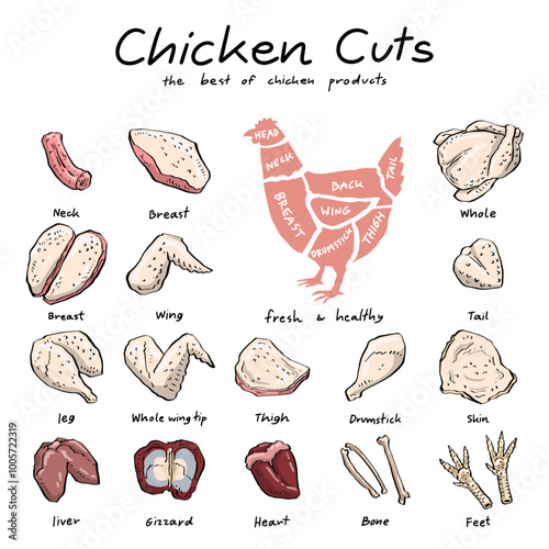 hand drawn set of chicken cuts illustration isolated on white background.