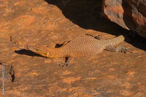 Φωτογραφία Hamersley Range Rock Monitor or Southern Pilbara rock goanna Varanus hamersleyen