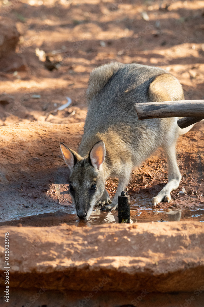 Agile wallaby drinking Notamacropus agilis Agile wallaby drinking Notamacropus agilis