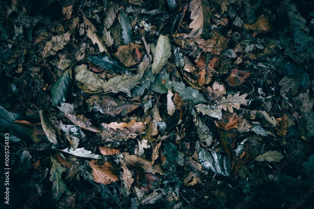 Obraz premium Dry Autumn leaves on the forest floor