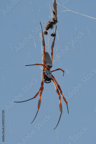 Golden orb-weaver Nephilidae photo