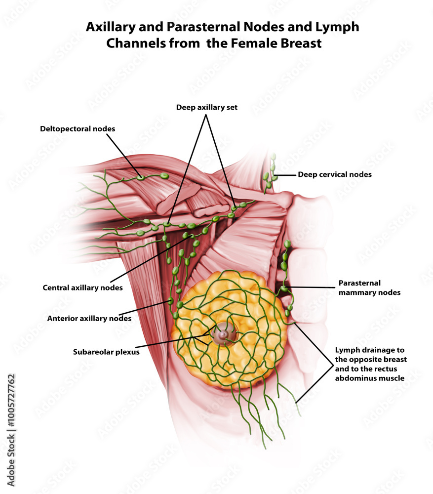 Axillary and Parasternal Nodes and Lymph Channels from the Female Breast Axillary and Parasternal Nodes and Lymph Channels from the Female Breast