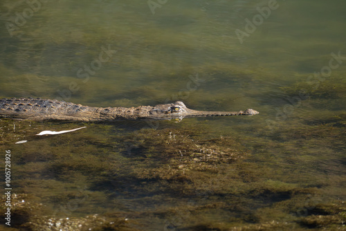 Freshwater crocodile Crocodylus johnstoni photo