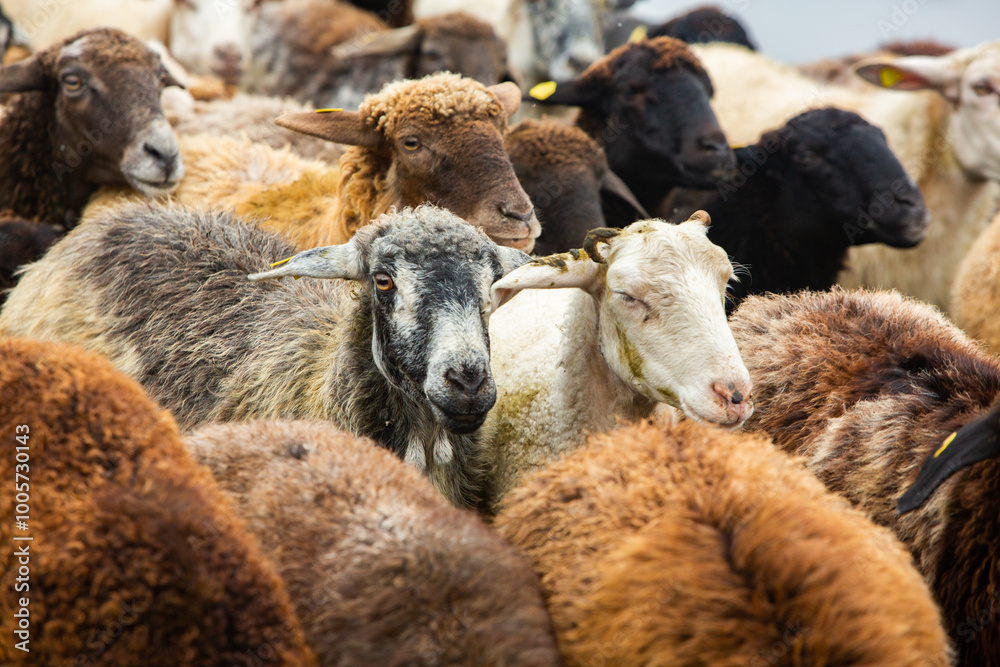 Beautiful rural landscape with green meadows and domestic animals in the Republic of Moldova. Country life with summer nature.