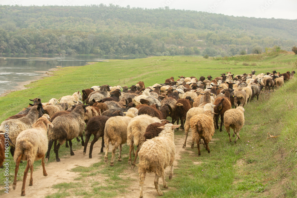 Beautiful rural landscape with green meadows and domestic animals in the Republic of Moldova. Country life with summer nature. Beautiful rural landscape with green meadows and domestic animals in the Republic of Moldova. Country life with summer nature.