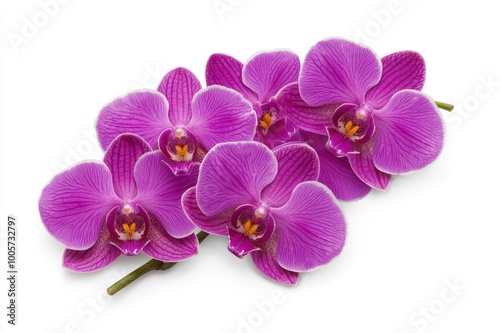 A vibrant arrangement of purple orchids on a white isolated background.