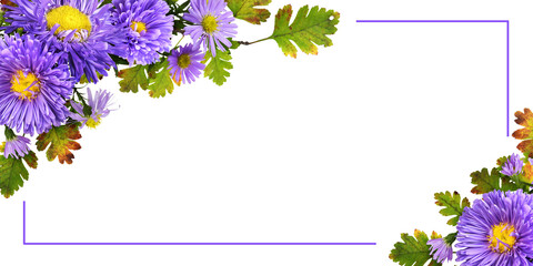 Purple flowers (aster and chrysanthemum) with seasonal leaves in a corner autumn arrangements with frame isolated on white or transparent background