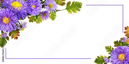 Purple flowers (aster and c...