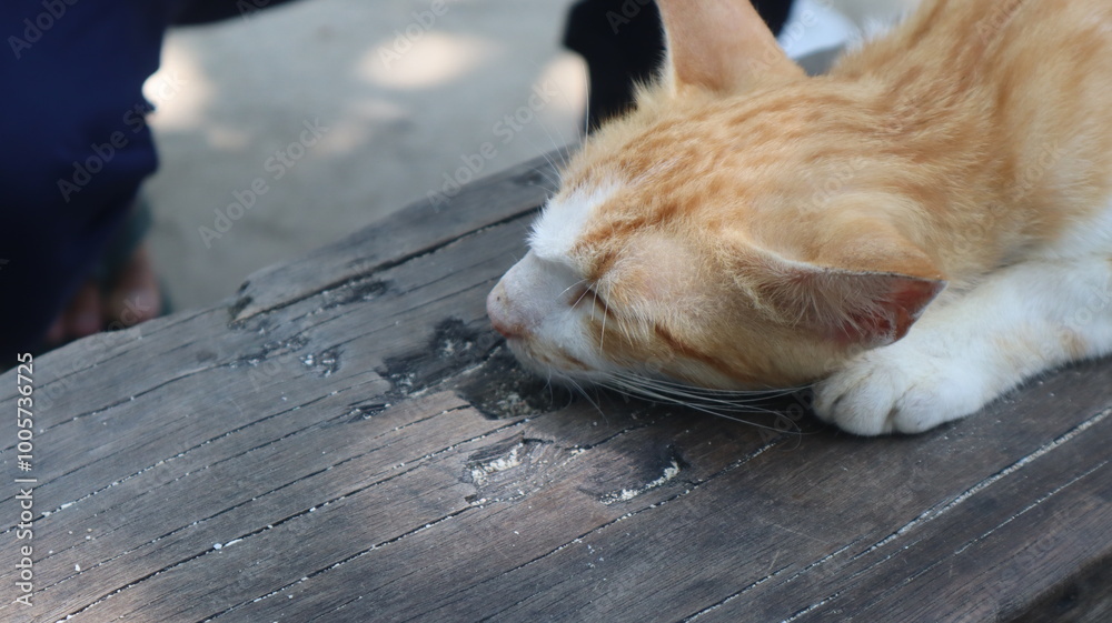 Curious cat looking at camera, pet cat living at home Curious cat looking at camera, pet cat living at home