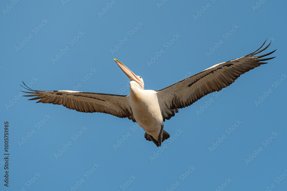 Obraz premium Australian pelican in flight Pelecanus conspicillatus