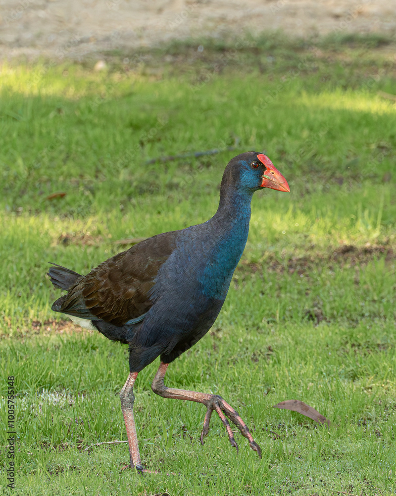 Australasian swamphen Porphyrio melanotus Australasian swamphen Porphyrio melanotus