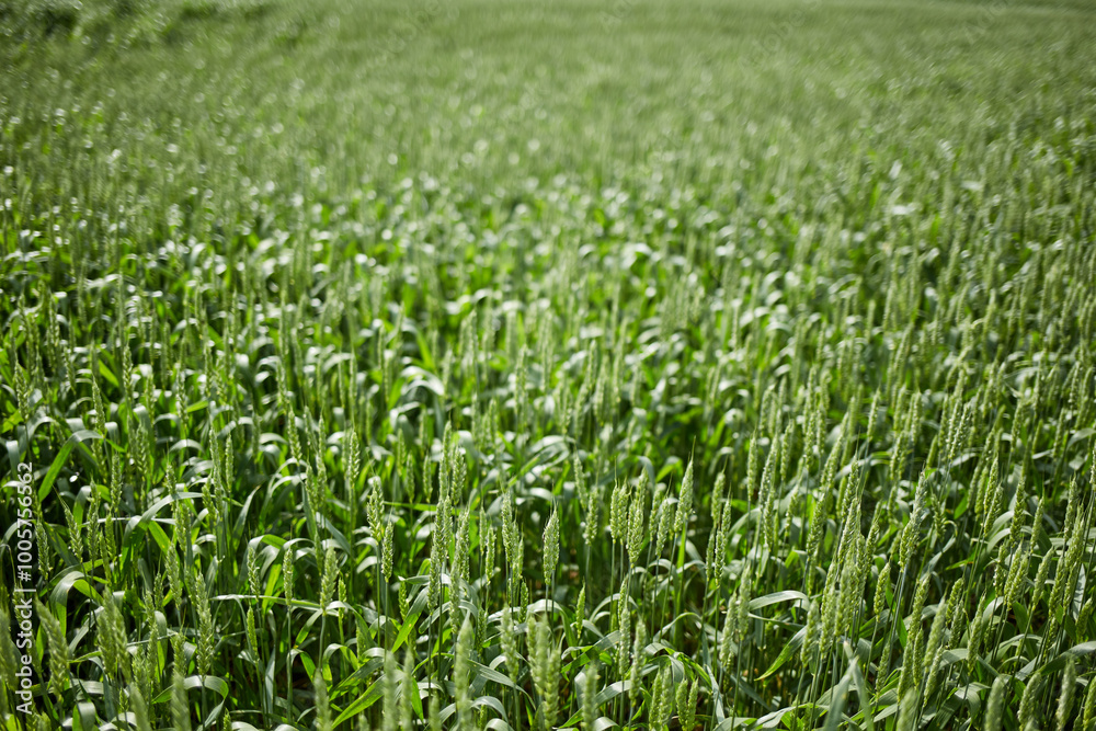 Green Wheat Field Growing in Springtime Sunlight Green Wheat Field Growing in Springtime Sunlight
