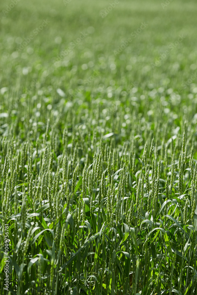 Green Wheat Field Growing in Springtime Sunlight Green Wheat Field Growing in Springtime Sunlight