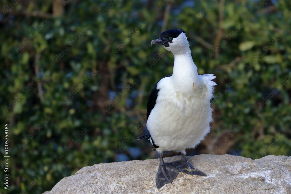 Obraz premium black-faced shag