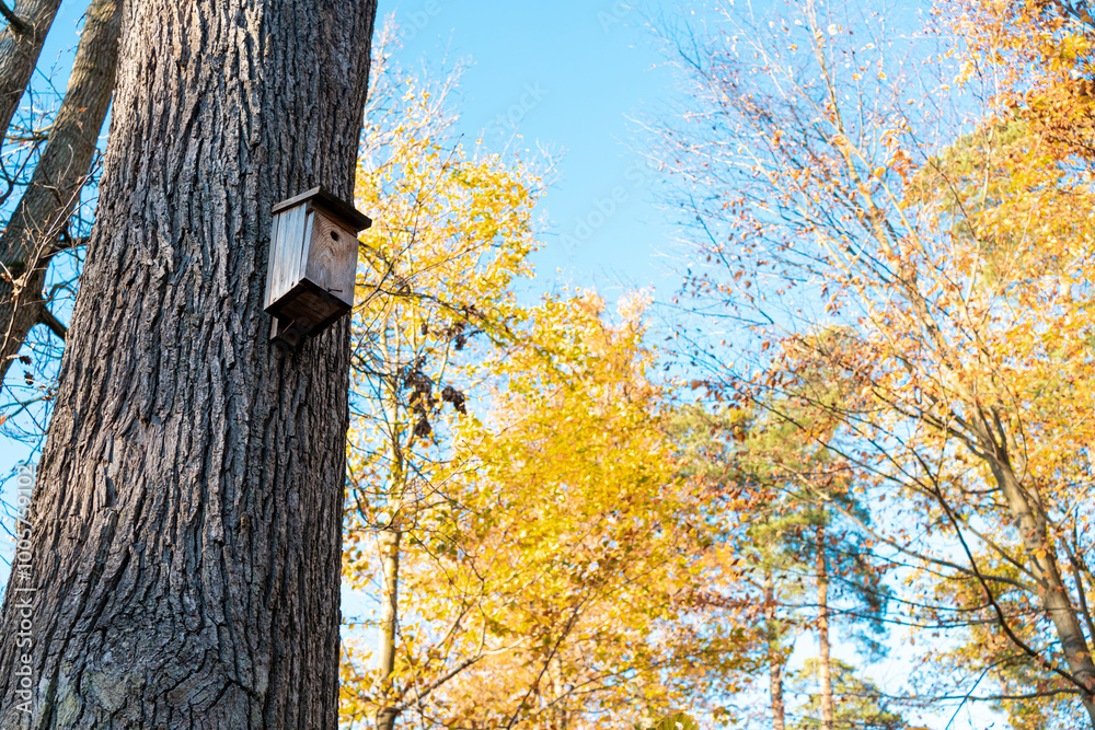 tree in the autumn with birdhouse tree in the autumn with birdhouse