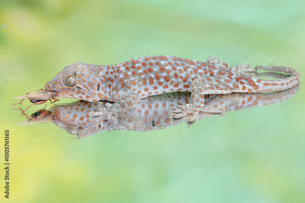 A tokay gecko is ready to prey on a cricket. This reptile has the scientific name Gekko gecko. A tokay gecko is ready to prey on a cricket. This reptile has the scientific name Gekko gecko.