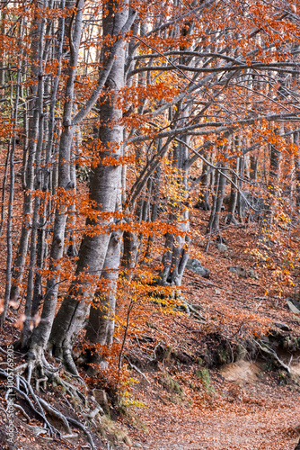 A pathway winds through an autumn forest, lined by trees adorned with vibrant orange leaves, creating a picturesque and inviting passage into nature's embrace in Montseny Spain photo