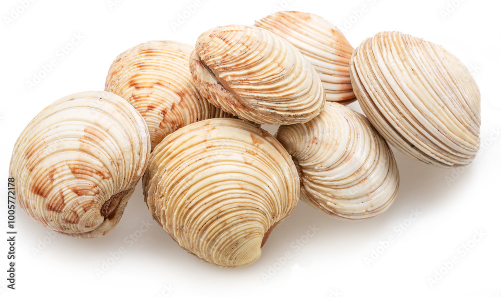 Edible raw hard clams isolated on white background. Delicacy food. Edible raw hard clams isolated on white background. Delicacy food.