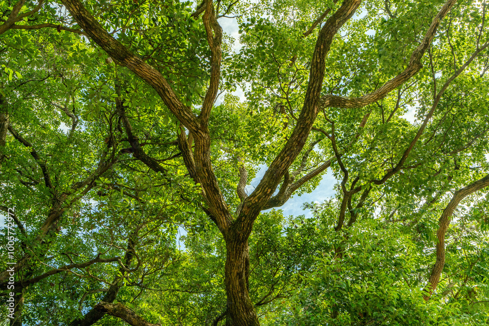 木々のアーチから見上げる空