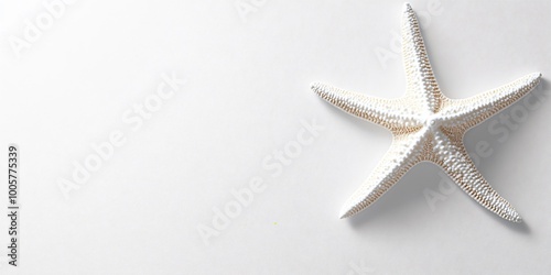 starfish on white background photo