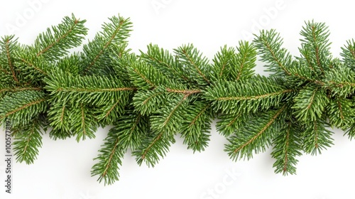 Spruce branches border, isolated on white background