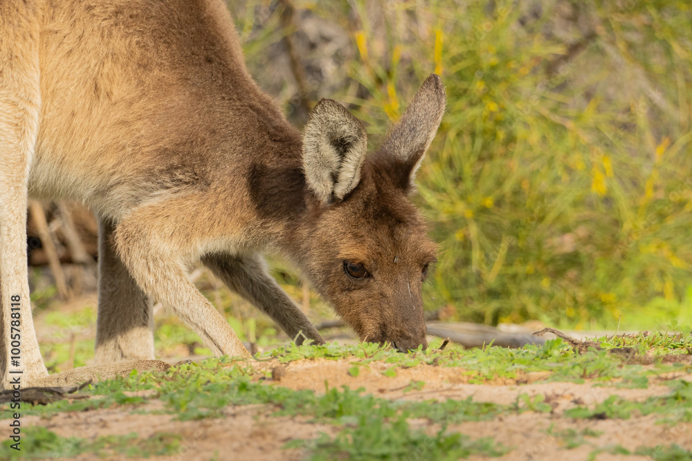 Fototapeta premium Western grey kangaroo, Macropus fuliginosus, grazing 