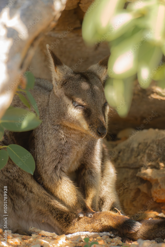 Black-flanked rock-wallaby, Petrogale lateralis, sleeping at Yardie Creek, Cape Range National Park Black-flanked rock-wallaby, Petrogale lateralis, sleeping at Yardie Creek, Cape Range National Park