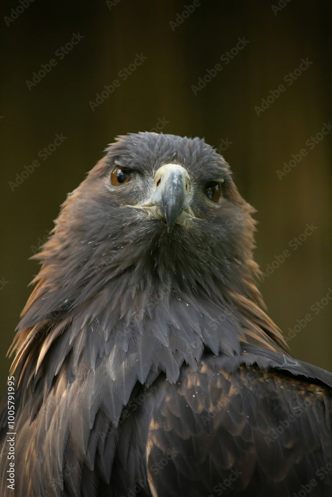 Obraz premium golden eagle is looking in the cam