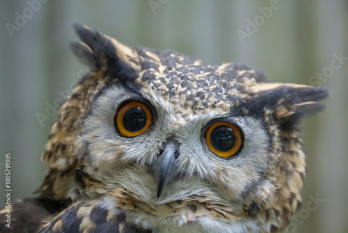 Cape Eagle Owl, bubo capensis photo