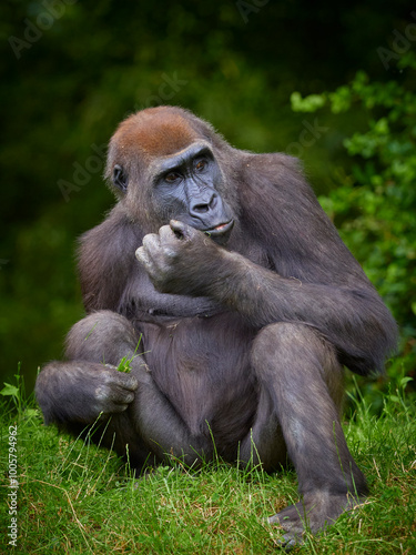 Portrait of gorilla female eating grass on green forest background