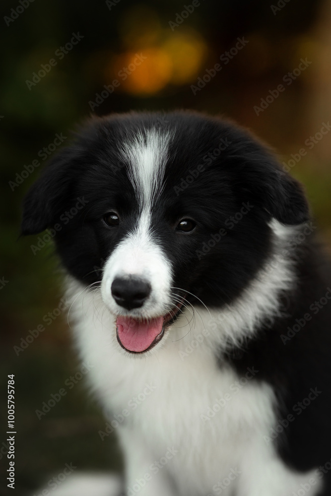 Fototapeta premium border collie cute puppy playing in the yard